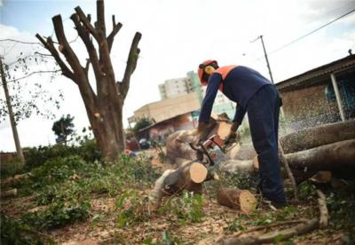 Licença para corte de árvore será concedida mediante pagamento de taxa